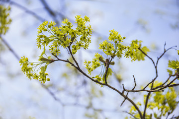 Obraz premium Spring blossoming of the norway maple tree, Acer platanoides, close up shot against blurry branches and sky background