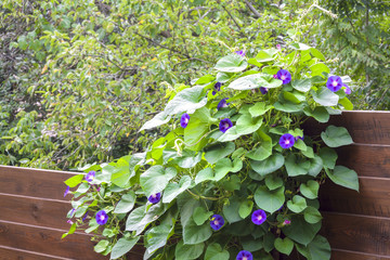Morning Glory (Ipomoea) flowers twine upward wooden fence