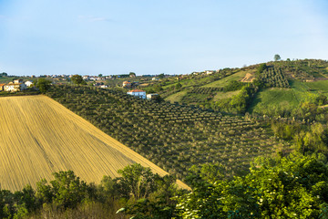 Mediterranean olive field with old olive tree in Abruzzo, Italy.