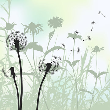 Fototapeta Floral background, dandelion meadow diuring summertime