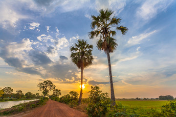 sunset on sugar palm tree along the dirt road