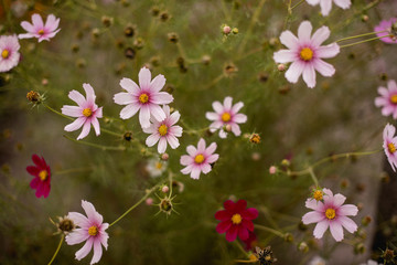 Natural flower background, Amazing nature view of purple flowers blooming in garden under sunlight at the middle of summer day,Blue salvia in garden Purple.