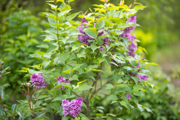 Blooming lilac in the spring