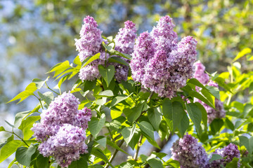 Blooming lilac in the spring