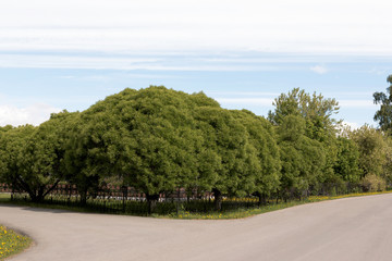 Large, lush trees grow along the road