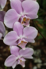 Fototapeta na wymiar Moth Orchid