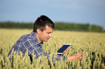 Naklejka na ściany i meble Farmer with tablet in green wheat field
