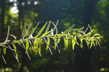 Leaves against sun