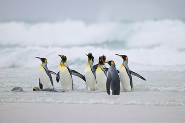 King Penguin (Aptenodytes patagonica)