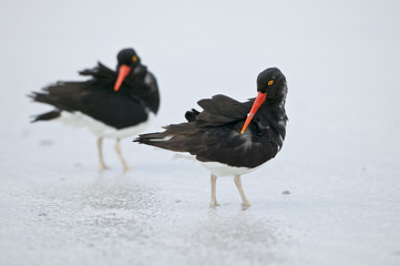 Magellanic Oystercatcher (Haematopus leucopodus)