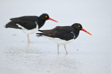 Magellanic Oystercatcher (Haematopus leucopodus)