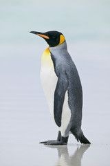 King Penguin (Aptenodytes patagonicus) standing on a beach - 159223054