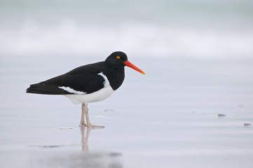 Magellanic Oystercatcher (Haematopus leucopodus)
