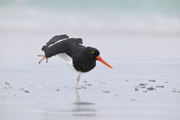 Magellanic Oystercatcher (Haematopus leucopodus)