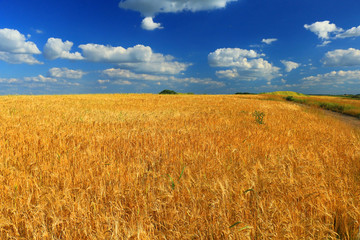Wheat field against a blue sky
