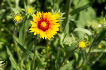 Gaillardia (Blanket Flower) on meadow