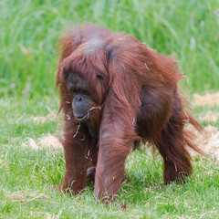     Orangutan, dominating male walking on the grass  © Pascale Gueret