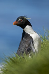 Rockhopper penguin (Eudyptes chrysocome) - 159223286