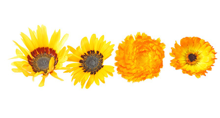 Naklejka premium キンセンカ