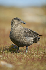 Brown Skua (Catharacta antarctica)