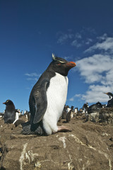 Rockhopper penguin (Eudyptes chrysocome) at a busy colony