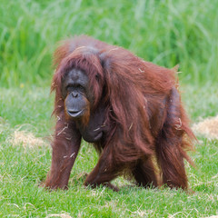     Orangutan, dominating male walking on the grass  © Pascale Gueret