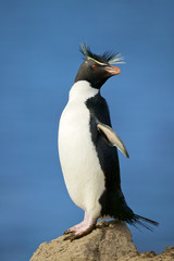 Rockhopper penguin (Eudyptes chrysocome)