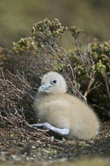 Brown Skua (Catharacta antarctica)