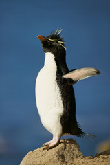 Rockhopper penguin (Eudyptes chrysocome) perfrming a display call