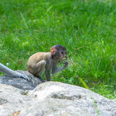 Barbary macaque, monkey, baby