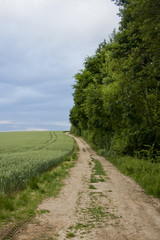 Fototapeta na wymiar Weg / Trampelpfad am Waldrand neben einem Feld