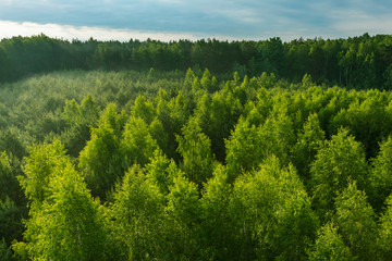 Fresh green color pattern of forest