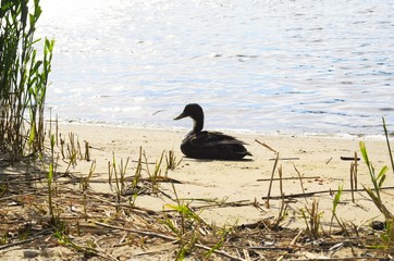 Duck Sun Bathing