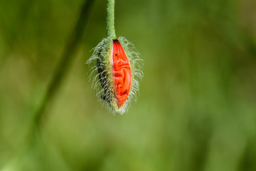 Red poppy flower unfolding from protective flower case