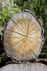 Querschnitt eines Baumes / Baumstamms mit Bl&auml;ttern und Pflanzen