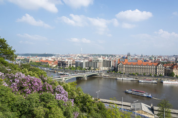 Fototapeta na wymiar Blooming flowers on Vltava river in Prague. Czech Republic