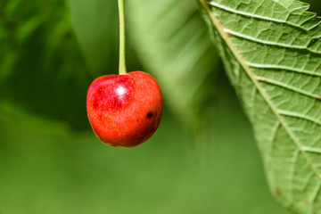 Ripening wild cherry 
