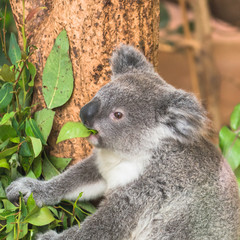 Koala, Phascolarctos cinereus, eating leaves