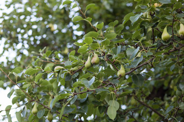 Green pears growing on a pear tree