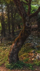 Obraz premium Lovely Mountains of Sicily. Late Spring early Summer Landscape in the Madonie hills of the island