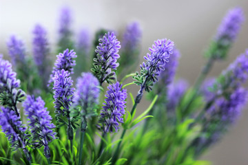Close up of lavender bouquet, medicinal herbs and plants
