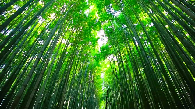 Bamboo forest of Arashiyama near Kyoto, Japan