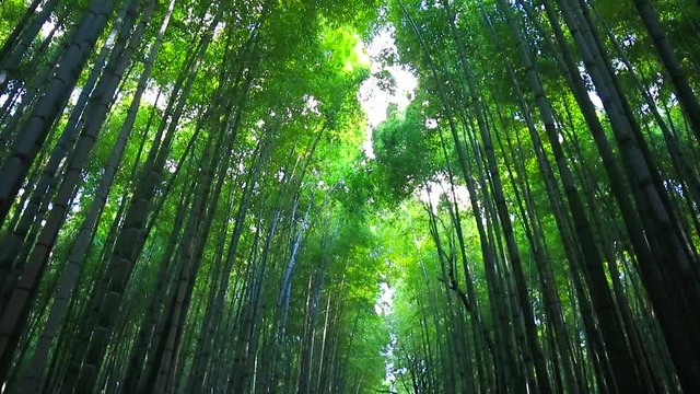 Bamboo forest of Arashiyama near Kyoto, Japan