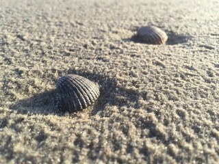 Muscheln Langeoog 