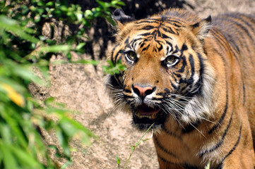 Bengal tiger,  Panthera tigris tigris in action