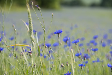 Obraz premium cornflower