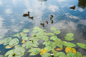 Family of ducks in the water