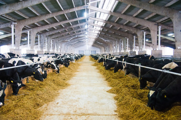 Cows in a farm. Dairy cows