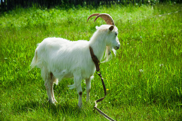 Domestic goats outdoor