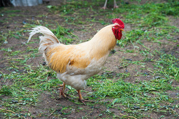 Free range chickens roam the yard